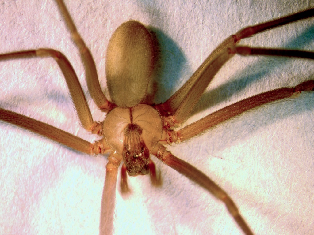 Common Texas Spiders | Wolf Spider