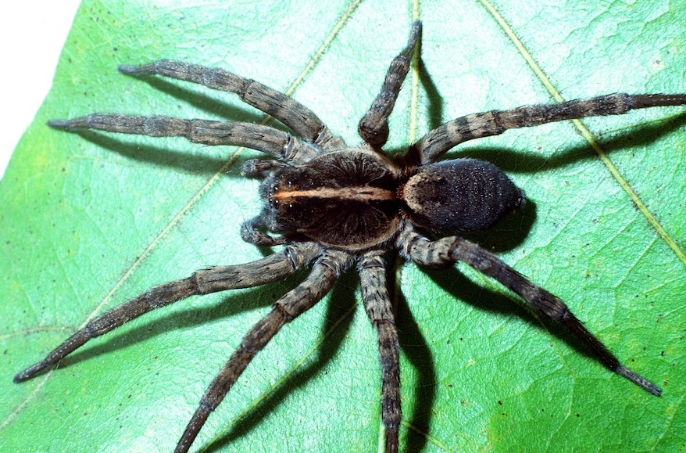 Texas Spiders Identification Chart