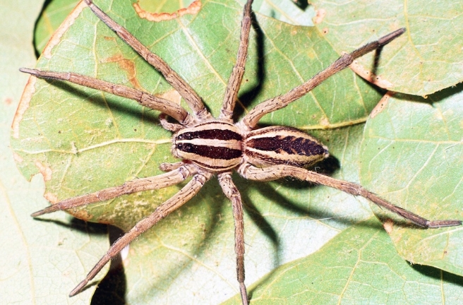 Texas Spiders Identification Chart