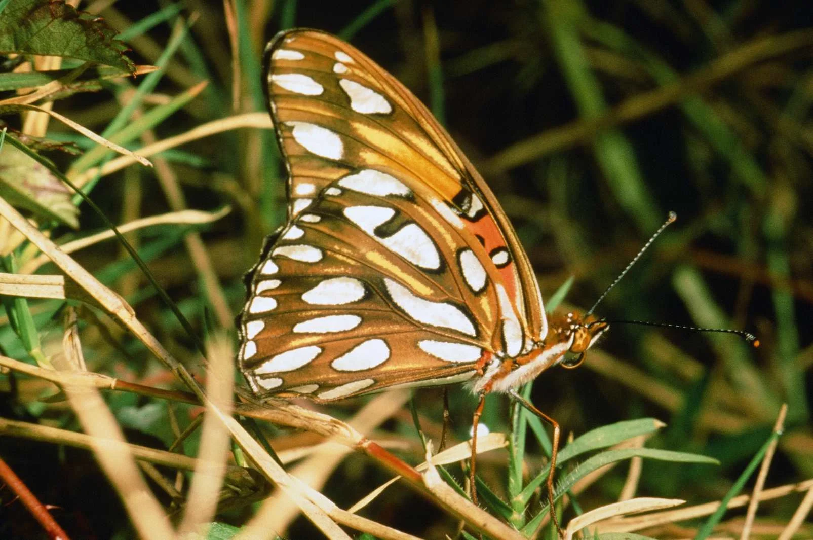 Common Butterflies — Texas Insect Identification Tools