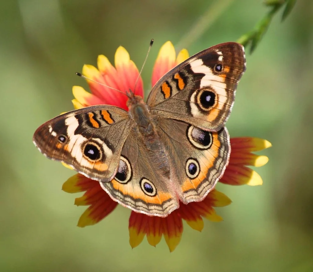 Common Butterflies — Texas Insect Identification Tools