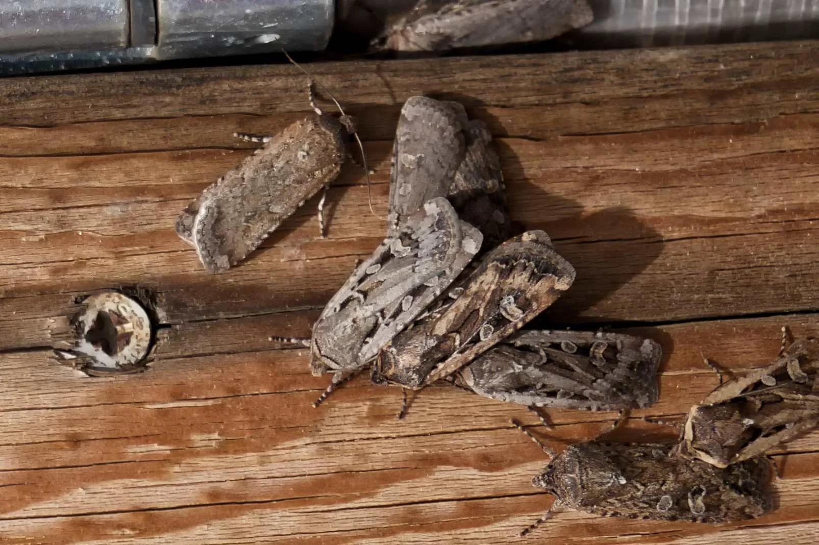 Big Moths In Michigan