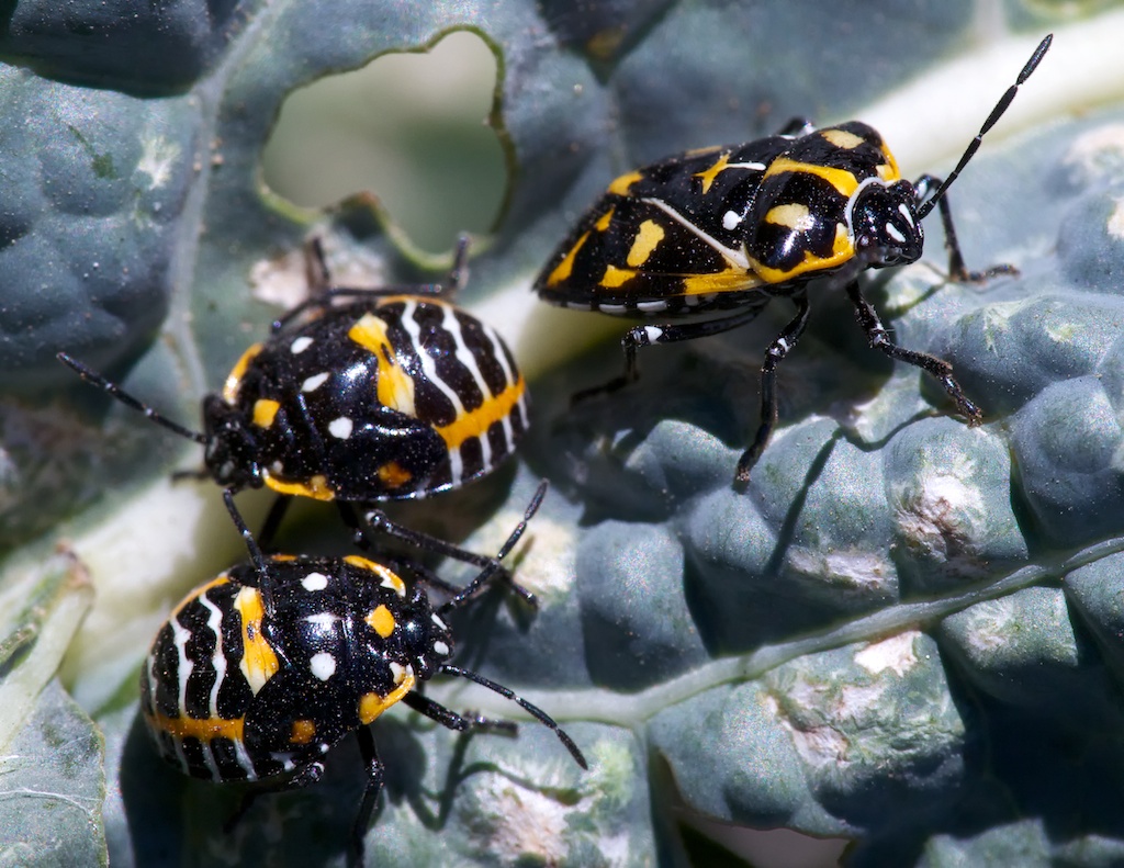 Harlequin bug nymphs (left) and adult. Photo credit: Patrick Porter
