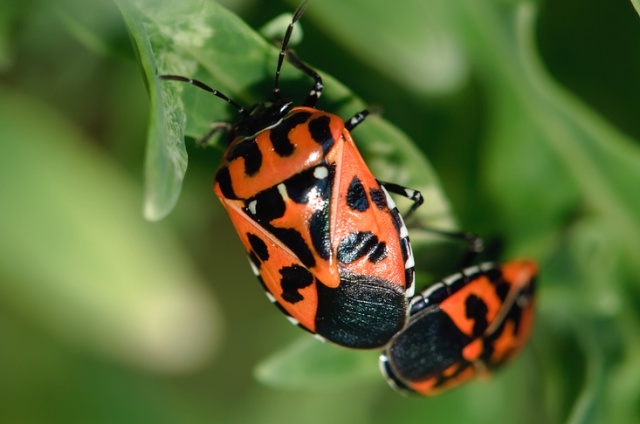 Harlequin bug