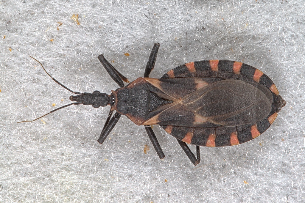 Kissing bug Triatoma gerstaeckeri