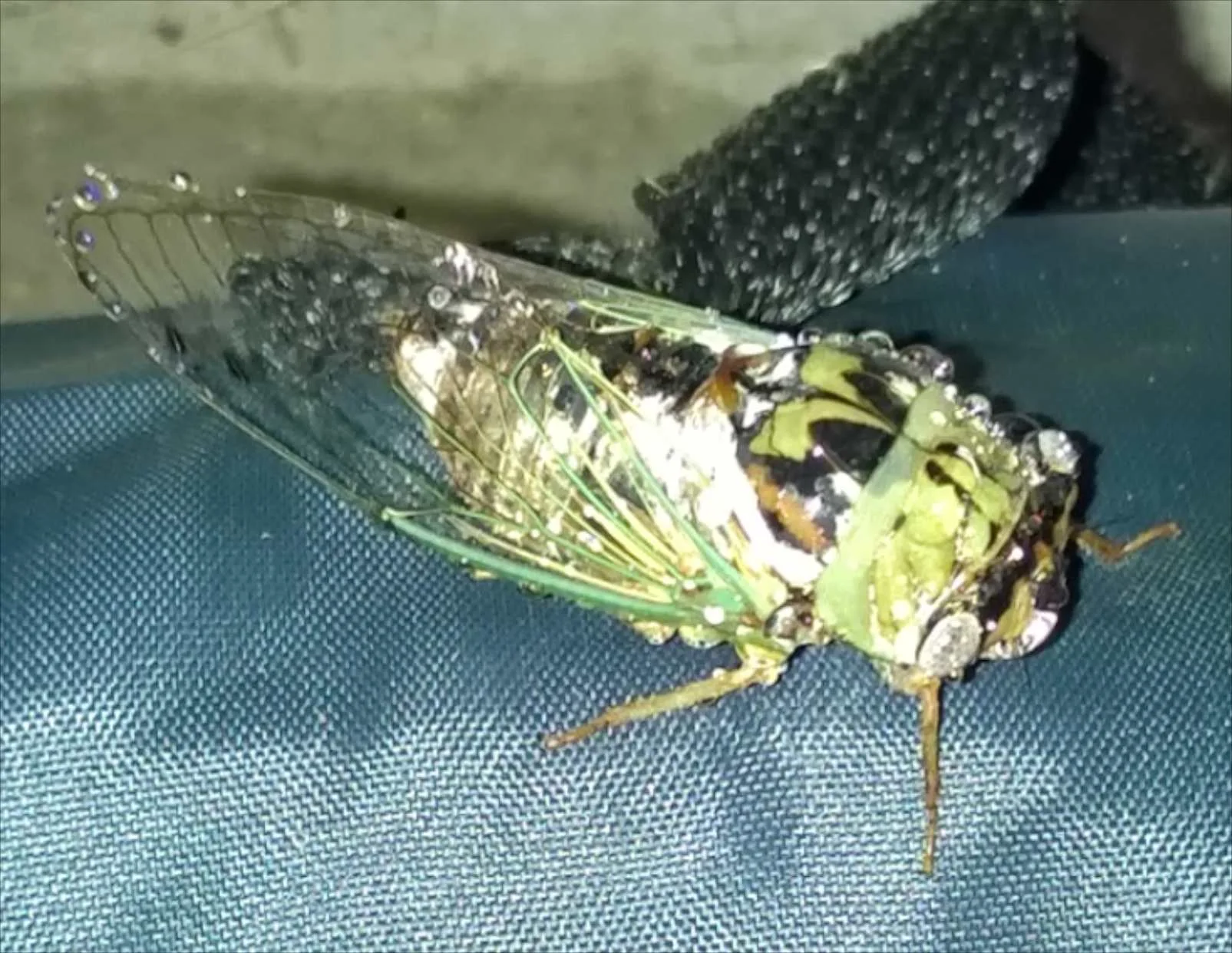 THE MOST COMMON — Texas Insect Identification Tools