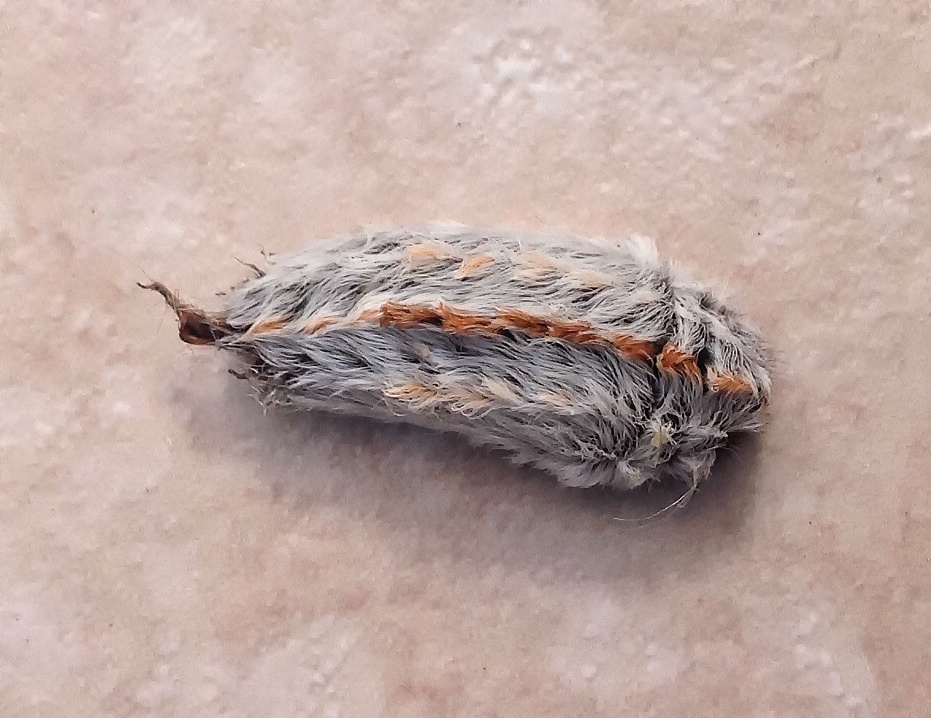 Flannel moth caterpillar