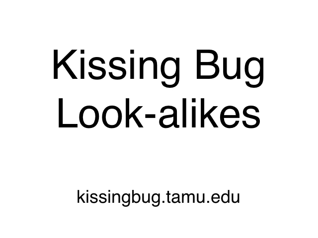 Insects confused with kissing bugs