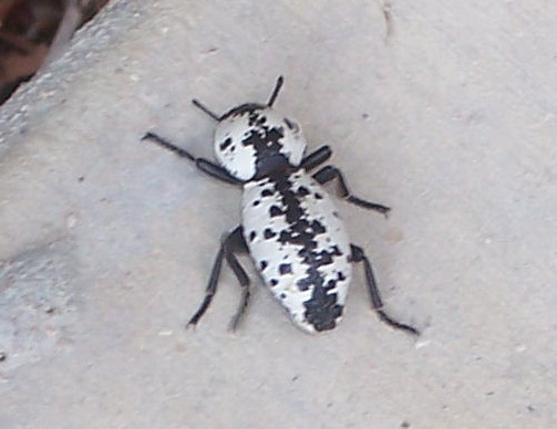 Ironclad beetle