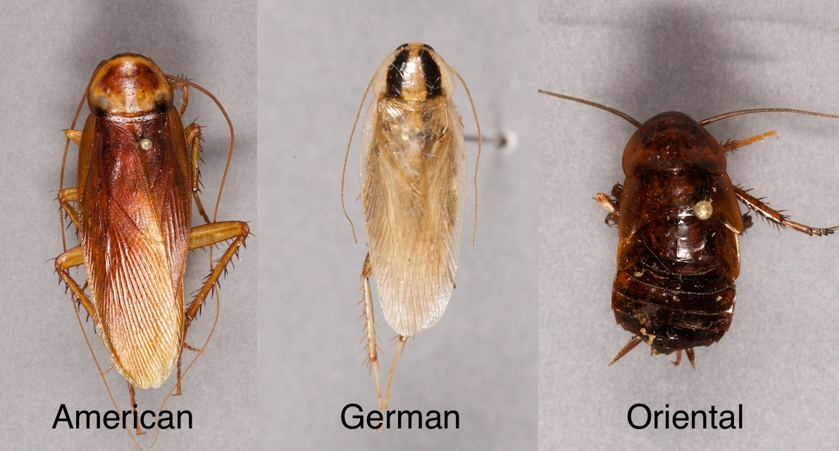 Cockroach species