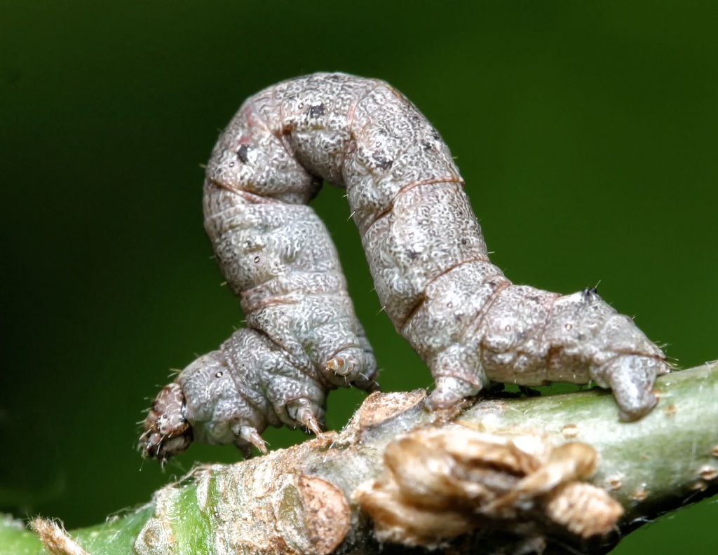 Spring cankerworm