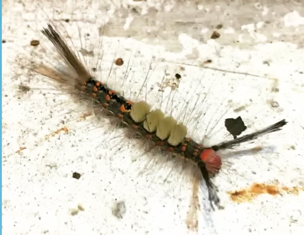 Tussock moth caterpillar
