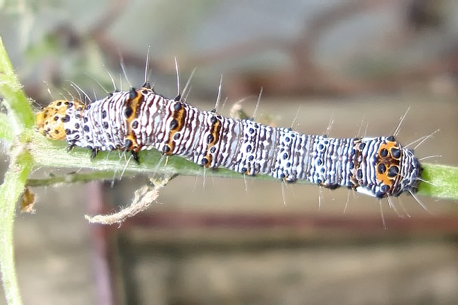 Eight-spotted forester caterpillar