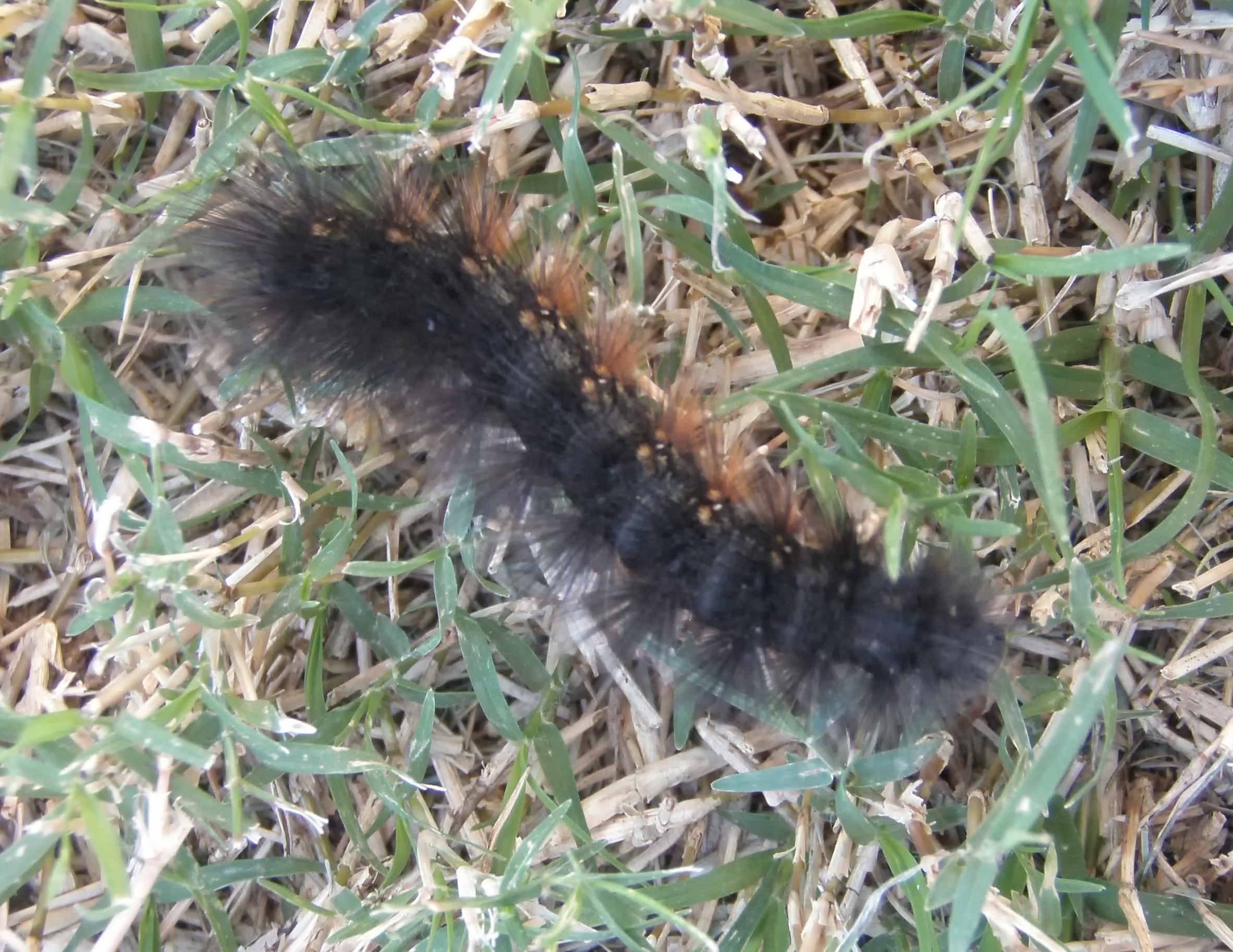 Salt marsh caterpillar