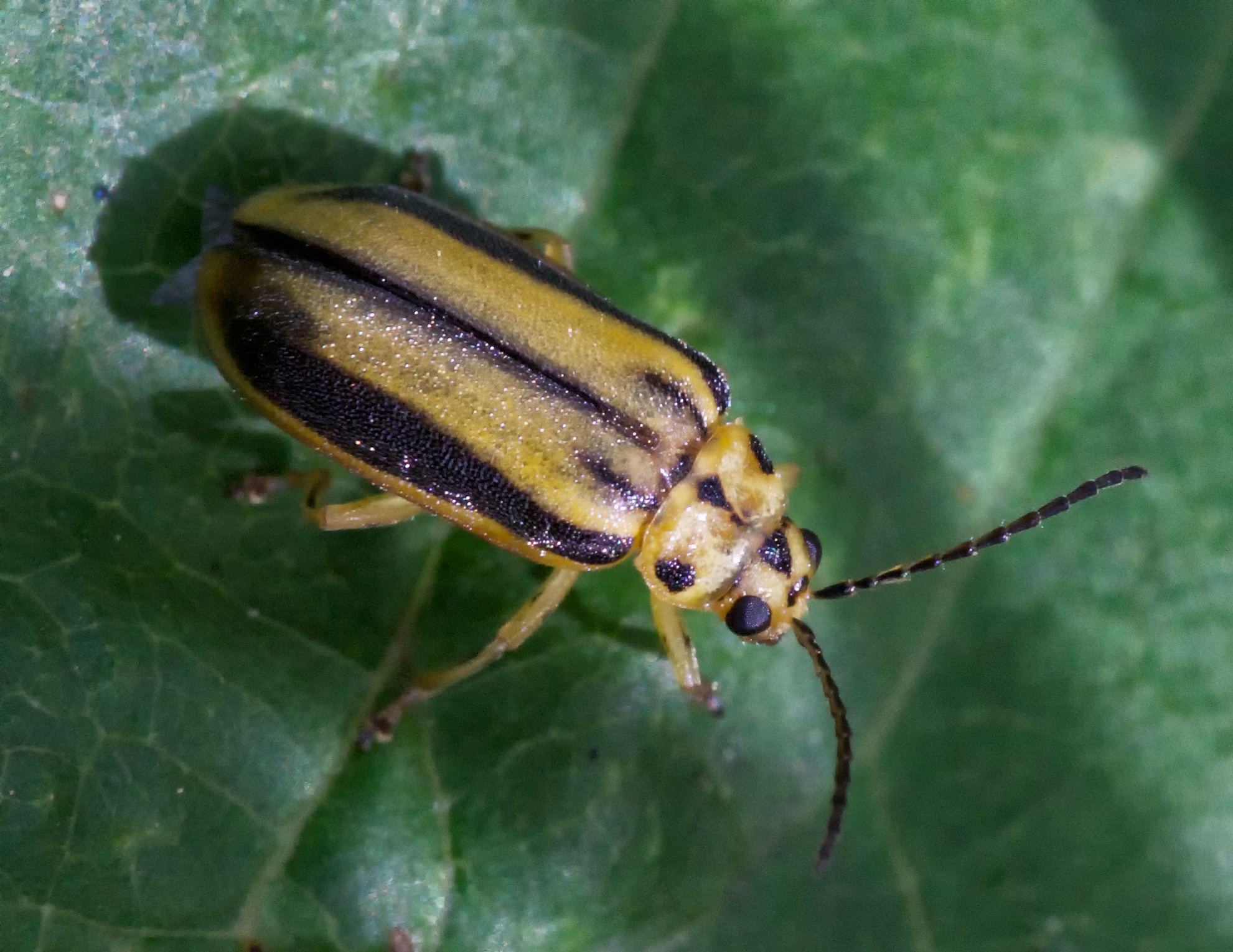 Elm leaf beetle