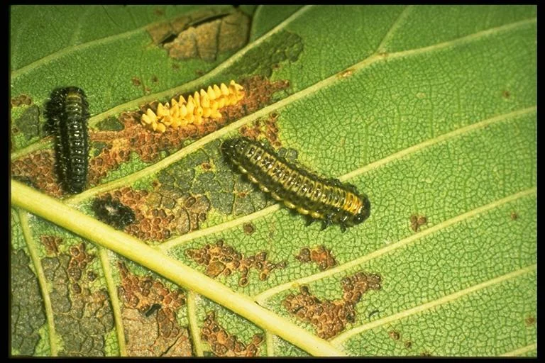 Elm leaf beetle larvae. Photo credit: Mike Merchant