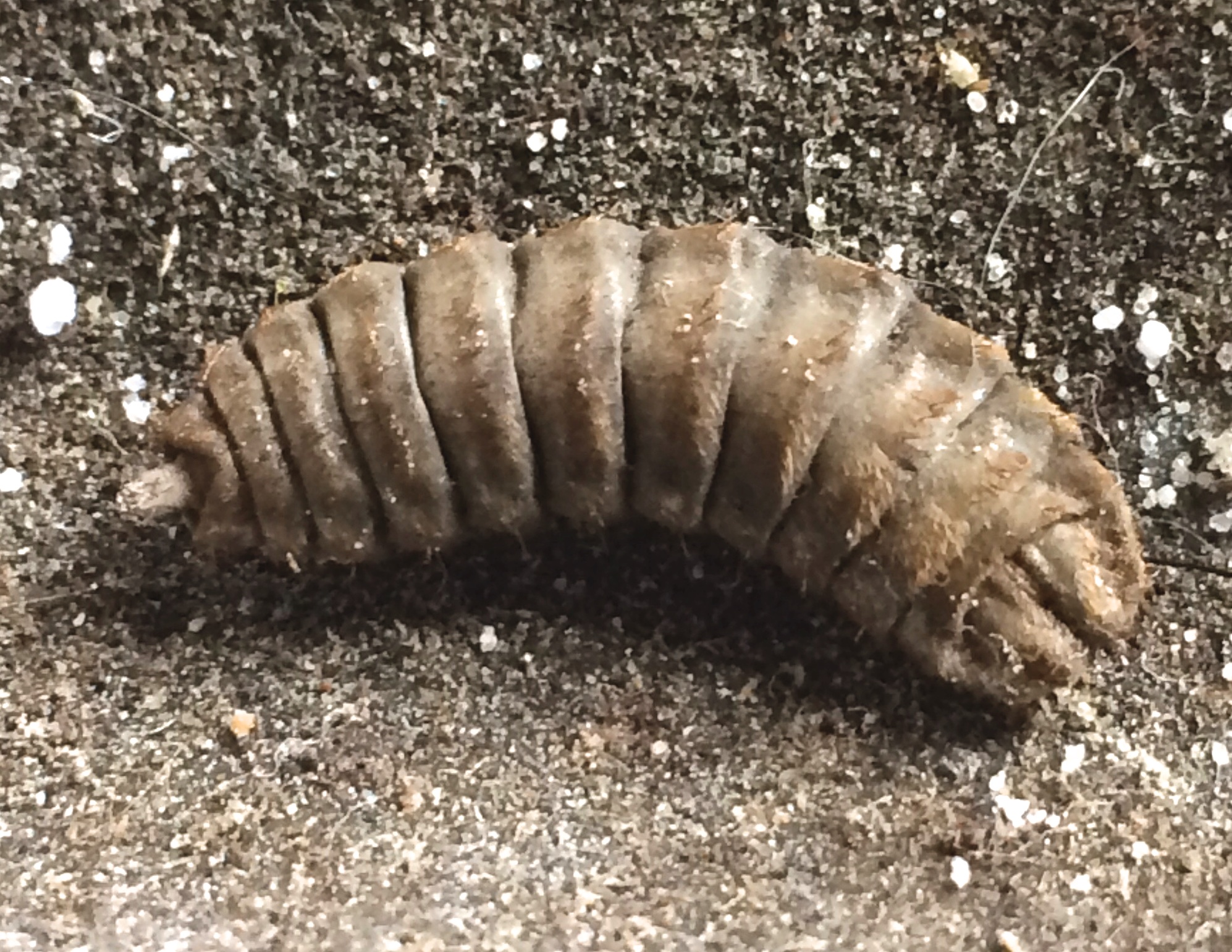 Black soldier fly larva (actually a pupa)