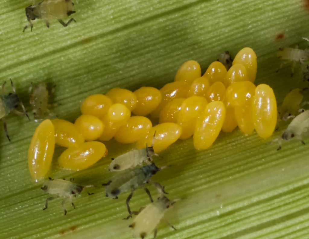 Lady beetle eggs among aphids. Photo credit: Patrick Porter.