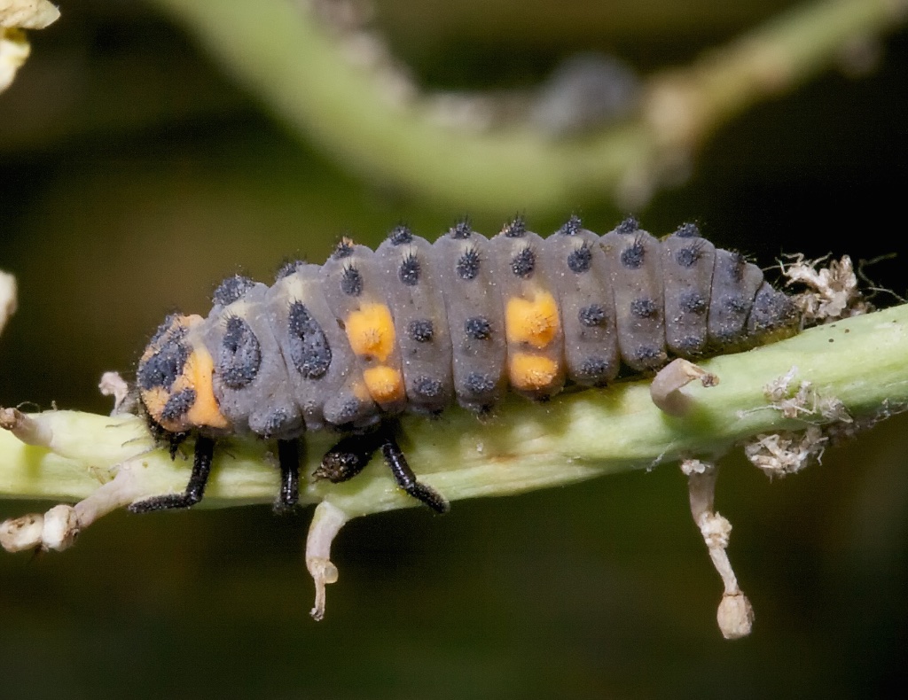 Full-grown lady beetle larva. Photo credit: Patrick Porter