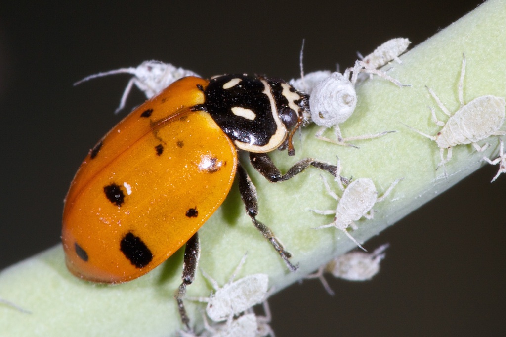 Convergent lady beetle eating aphids. Photo credit: Patrick Porter.