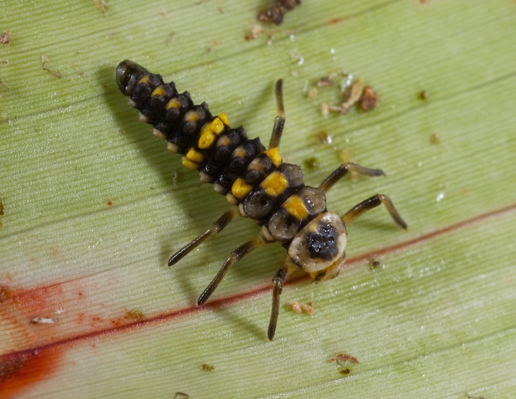 yellow and black bug identification