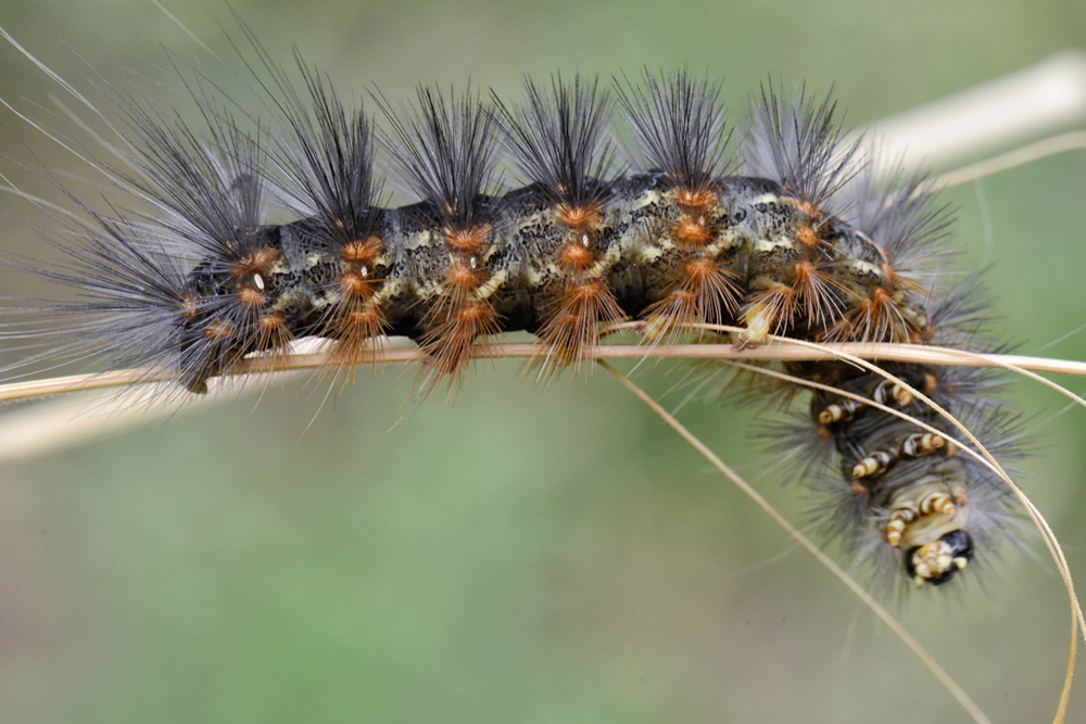 Saltmarsh Caterpillar Texas Insect Identification Tools
