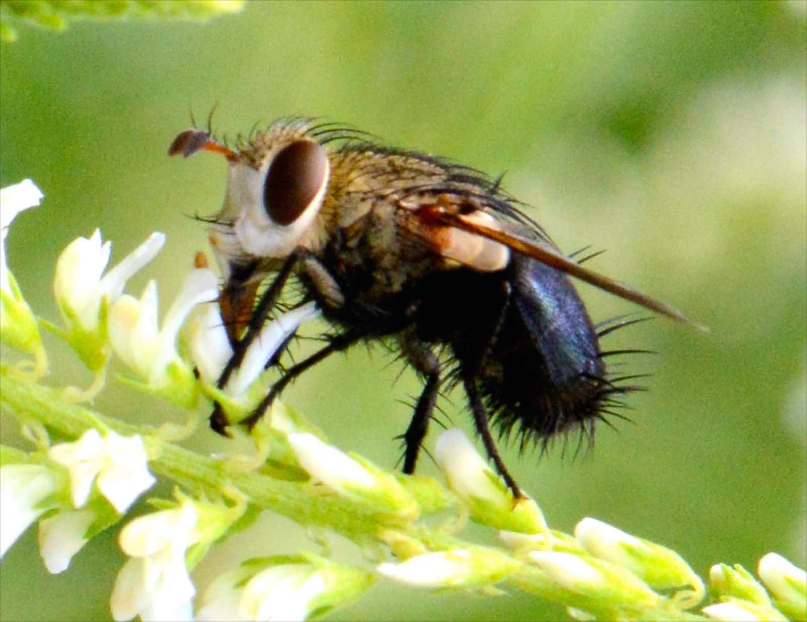 A Tachinid fly. Photo credit: Alicia Alexander. 