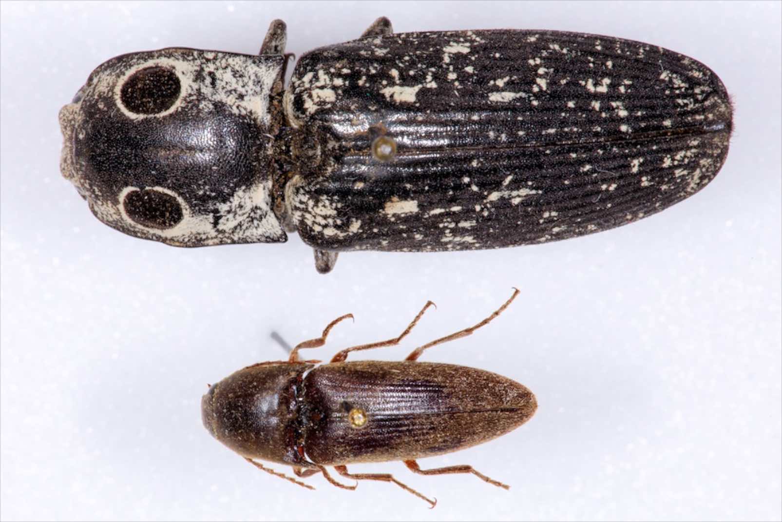 The eyed click beetle, Alaus oculatus, and one of the common agricultural pest species (below). Photo credit: Pat Porter. 