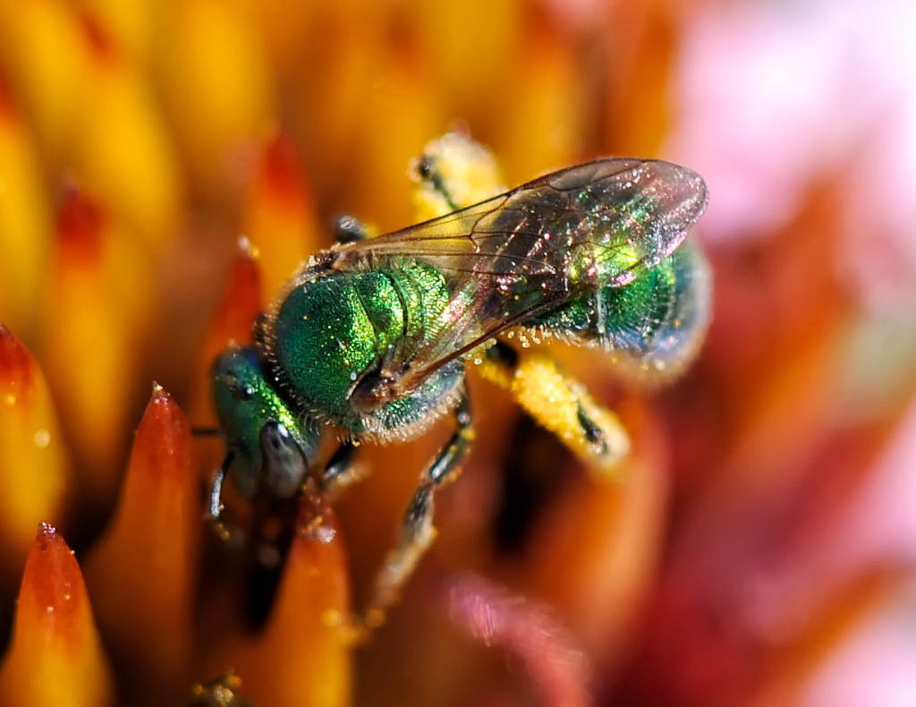 A sweat bee, insect family Halictidae. Photo credit: Alicia Alexander