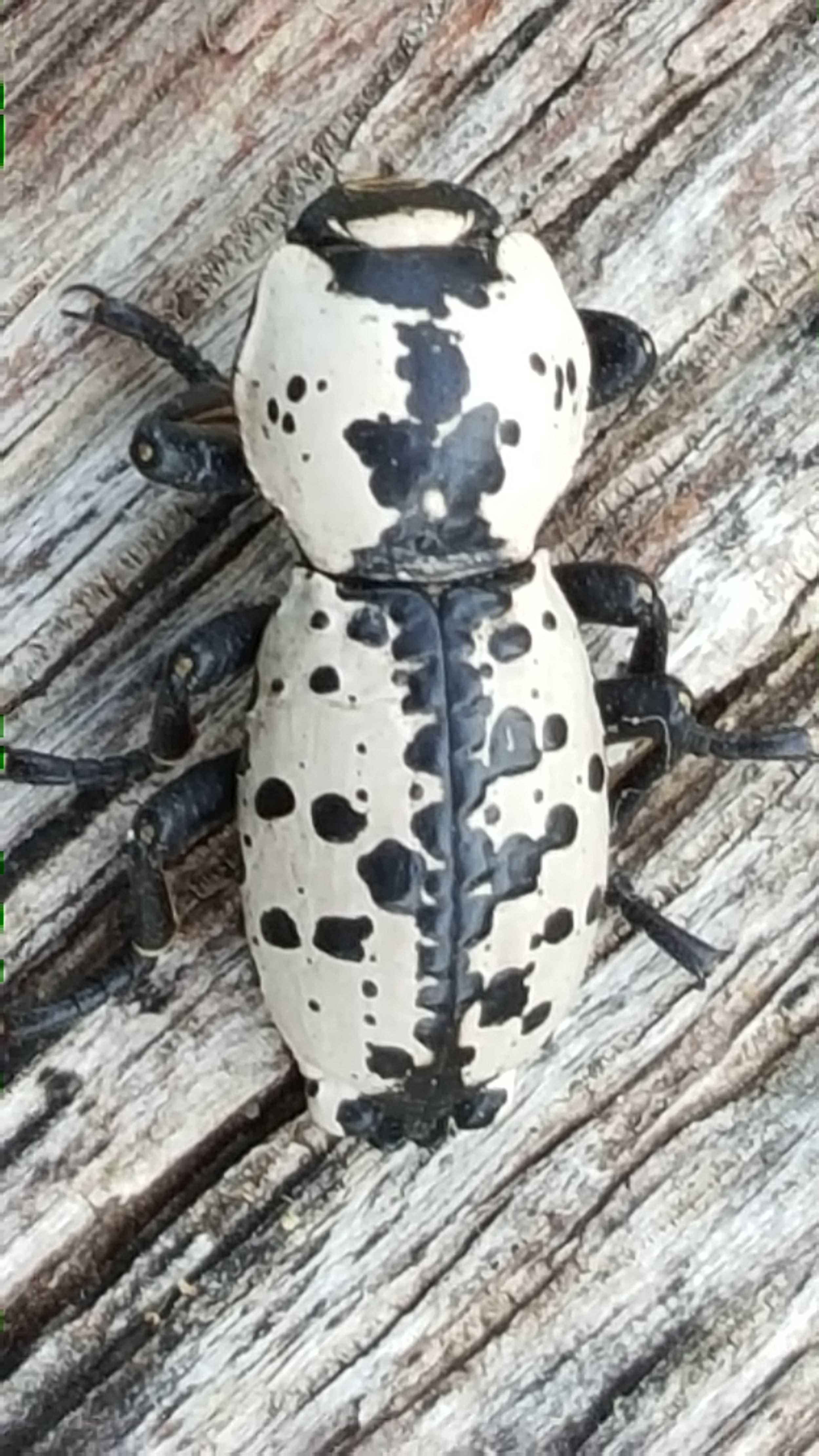 Ironclad beetle. Photo credit: K. C. Rudy.