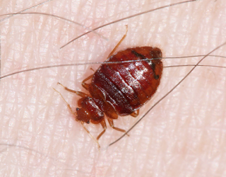 An adult bed bug. Photo courtesy of Bart Drees, Texas A&M AgriLife Extension.