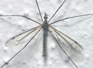 Crane fly adult
