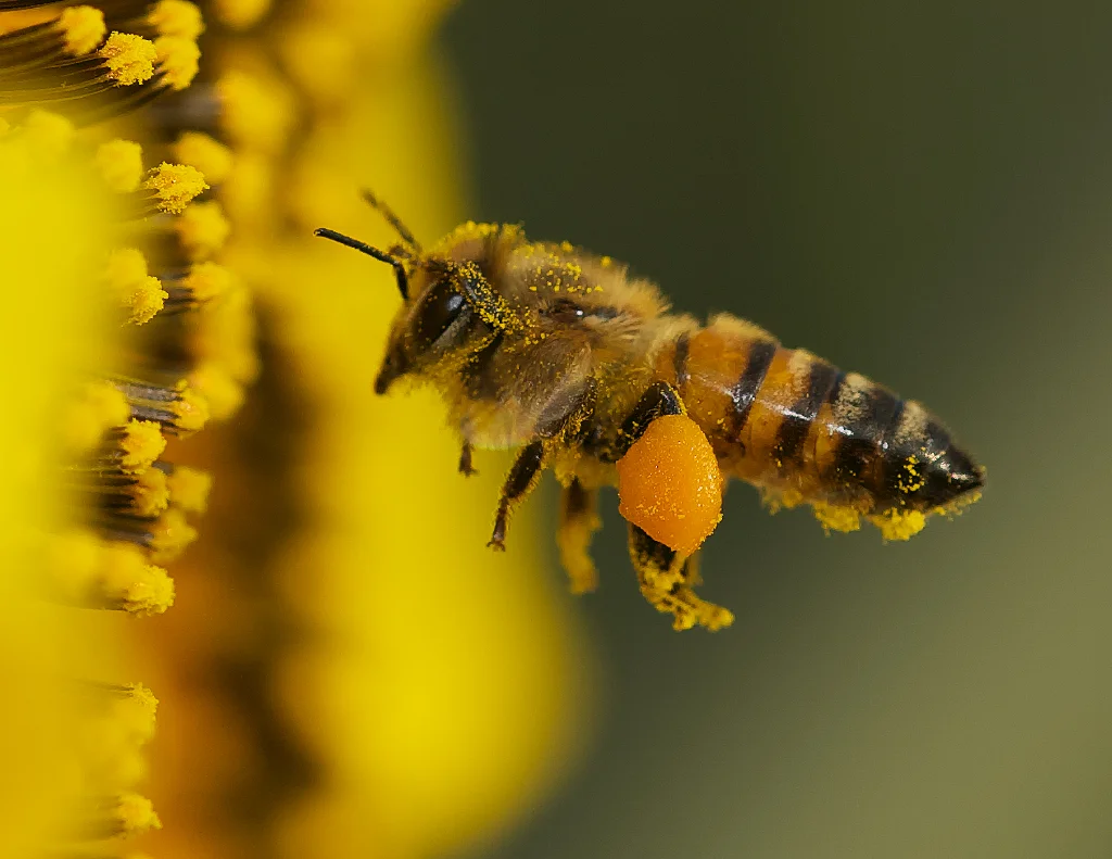 Indoor Flies and Their Control - Texas A&M Agrilife Extension Service