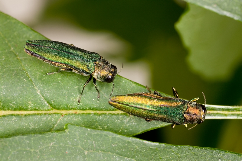 Emerald ash borer. Photo Credit Stephen Ausmus, USDA-ARS. 