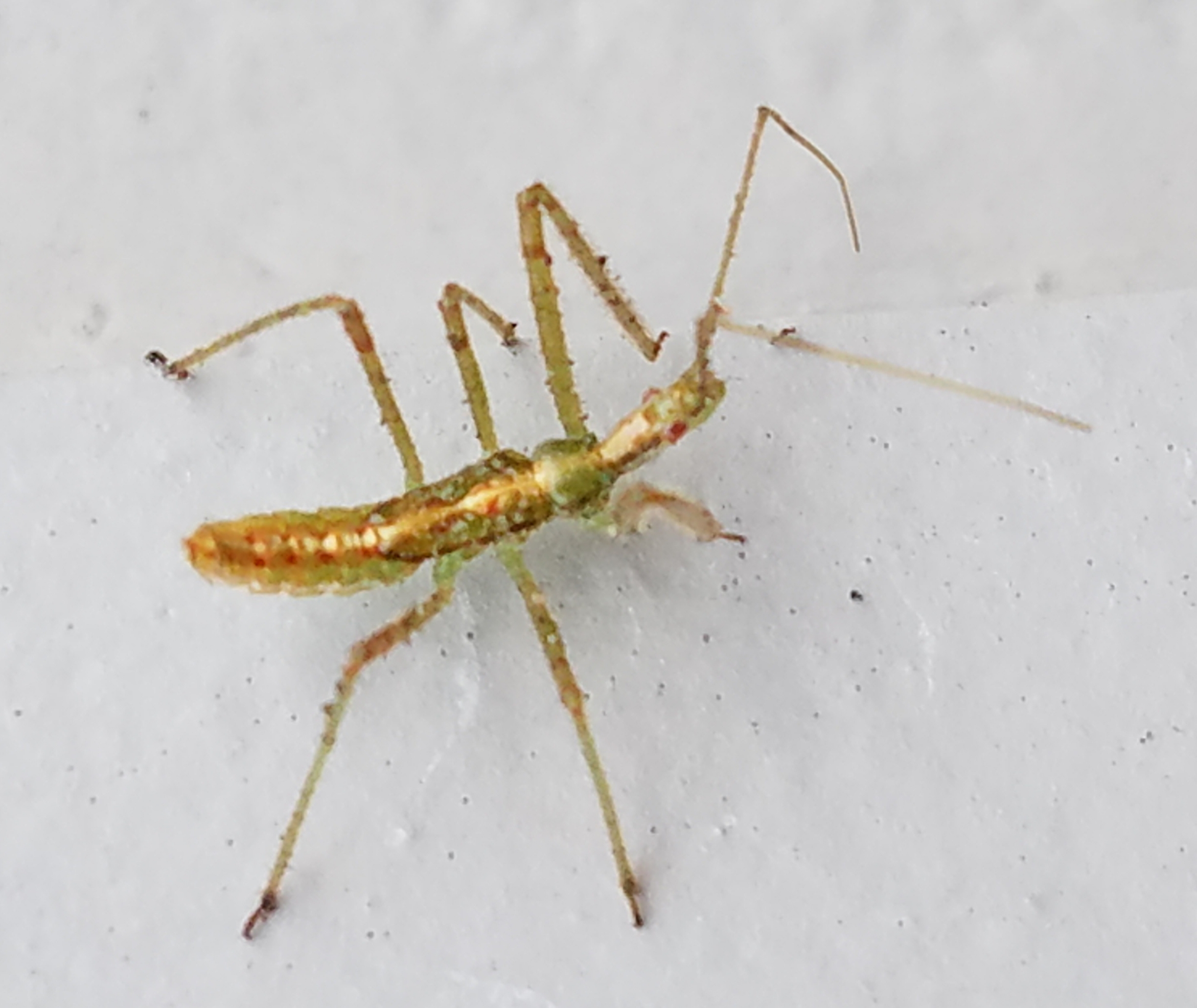 Fastest Bug On Six Legs , Tiger Beetles: The Fastest Bugs on Six Legs ...