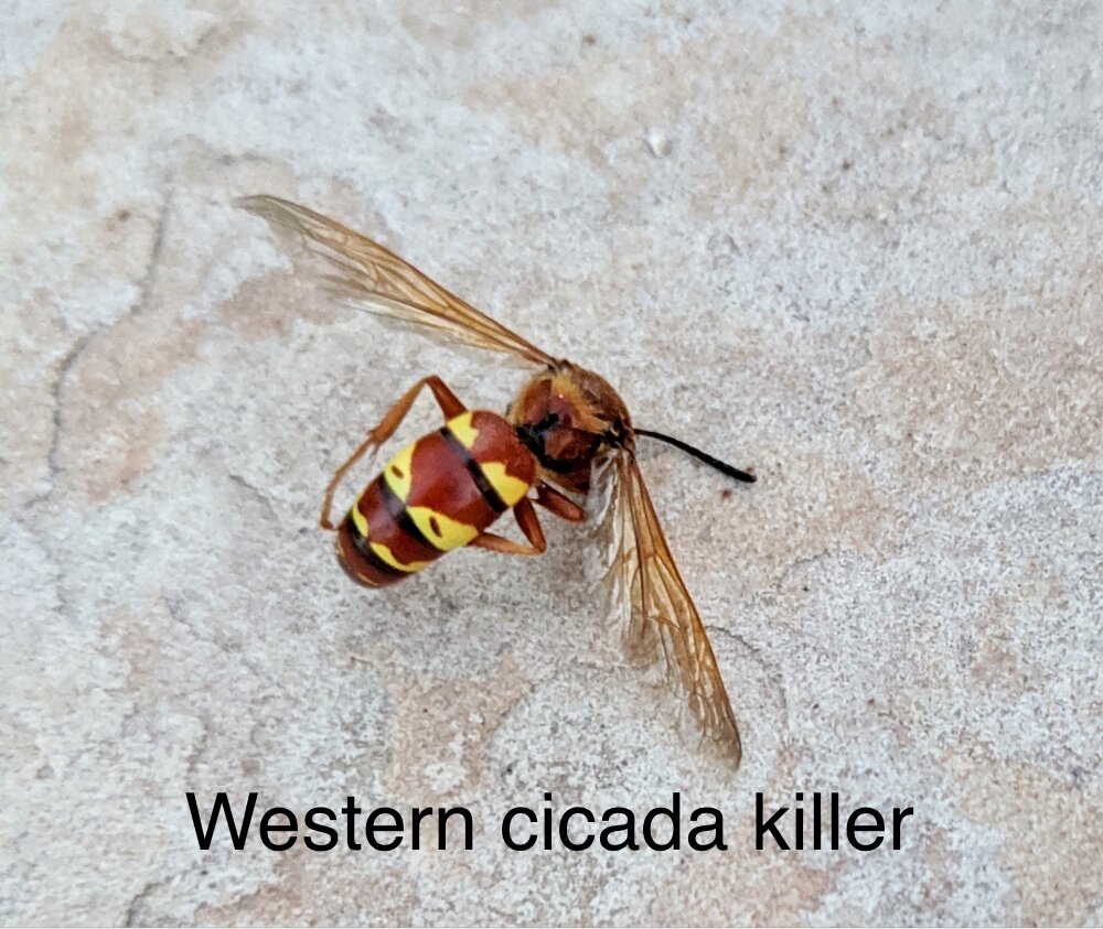 Western cicada killer. Photo credit Andrew Porter