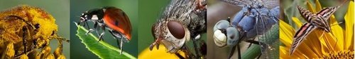 Texas Seed Insect Texas Insect Identification Tools