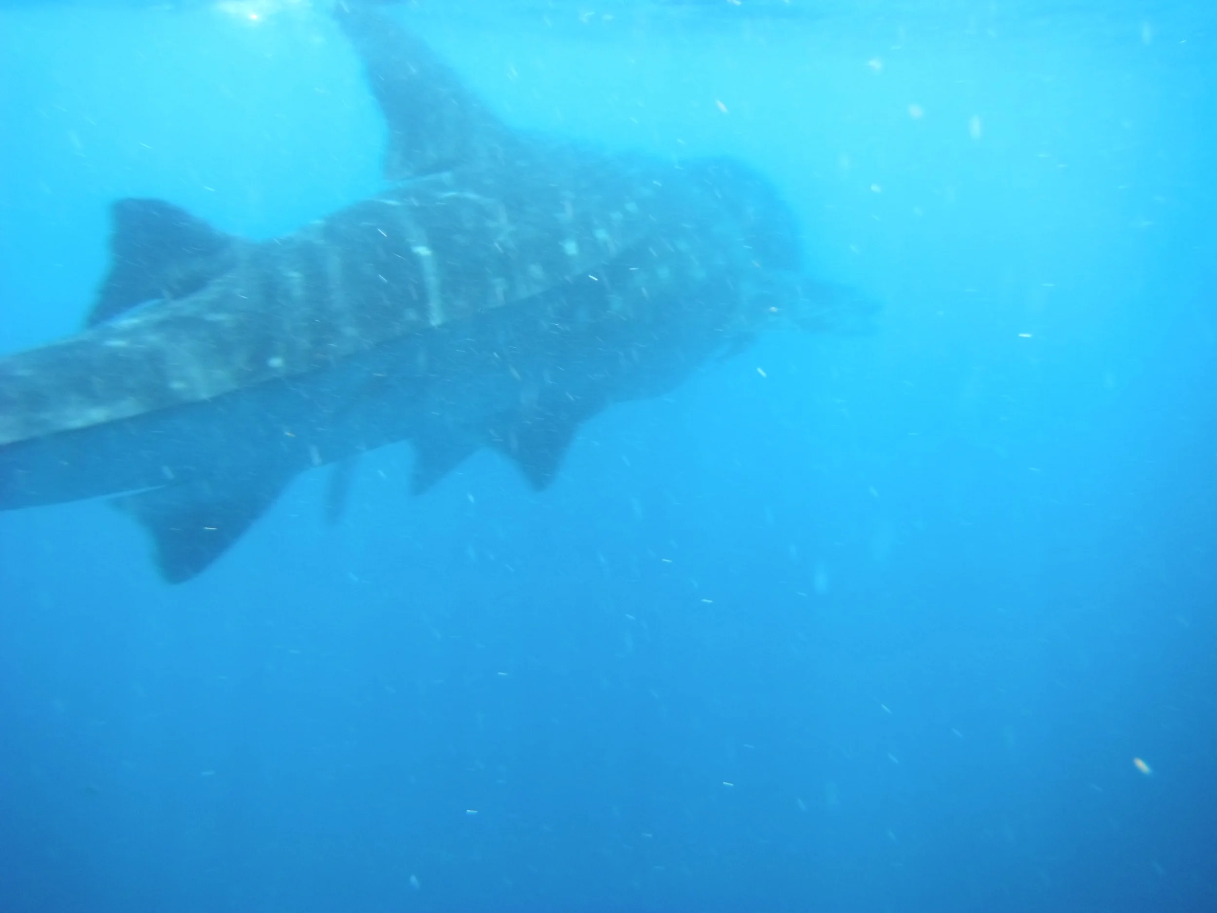 Whale Shark SNorkeling