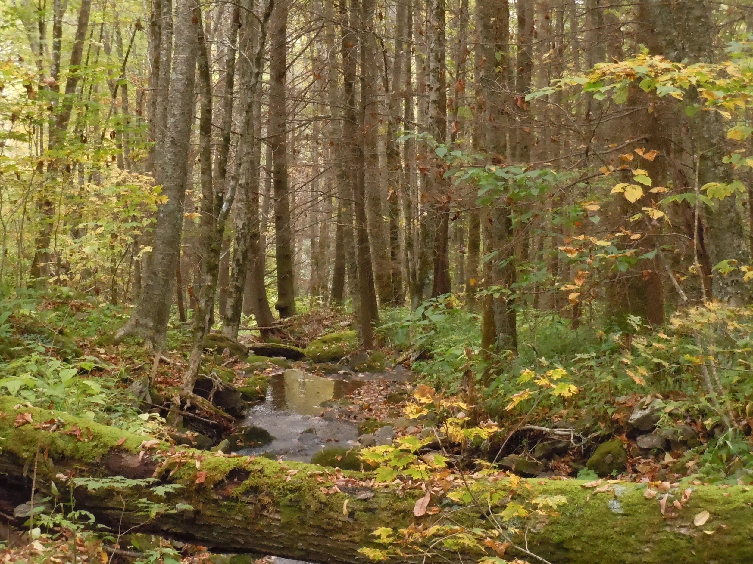 DSCN0604.JPG
