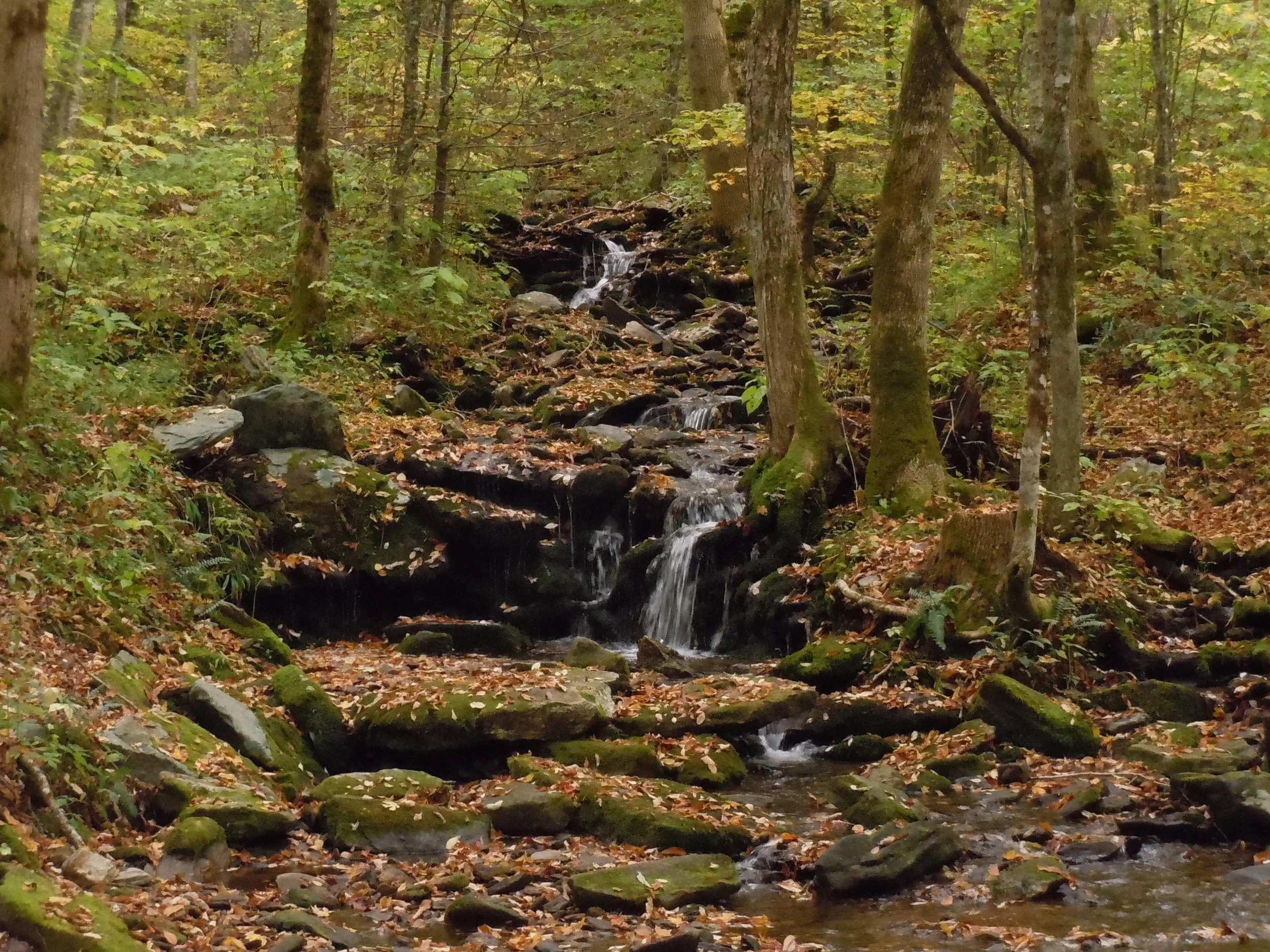 DSCN0602.JPG
