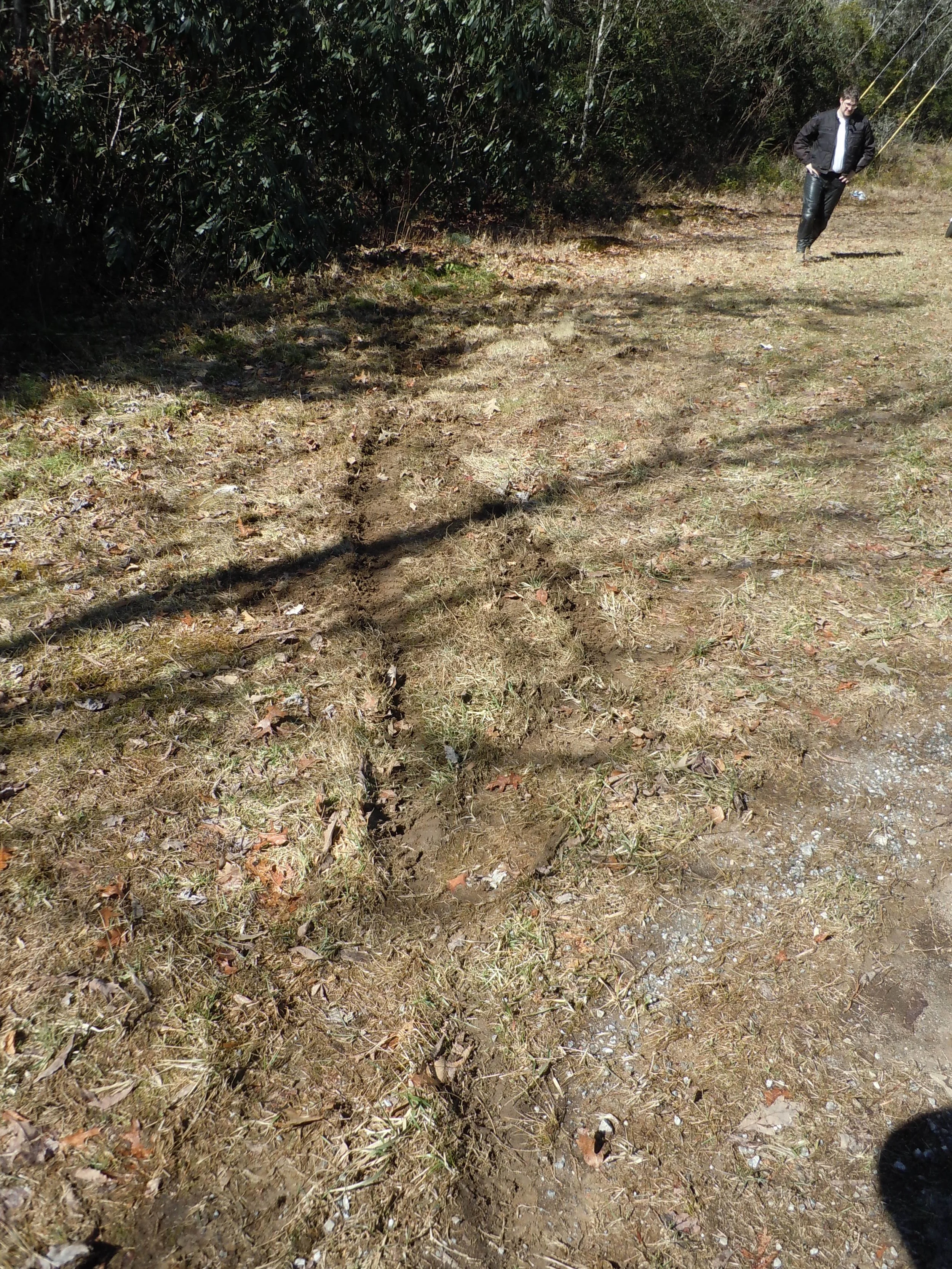 Tracks in the mud