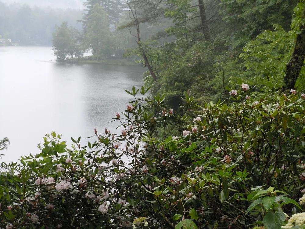 Blooming Mountain Laurel