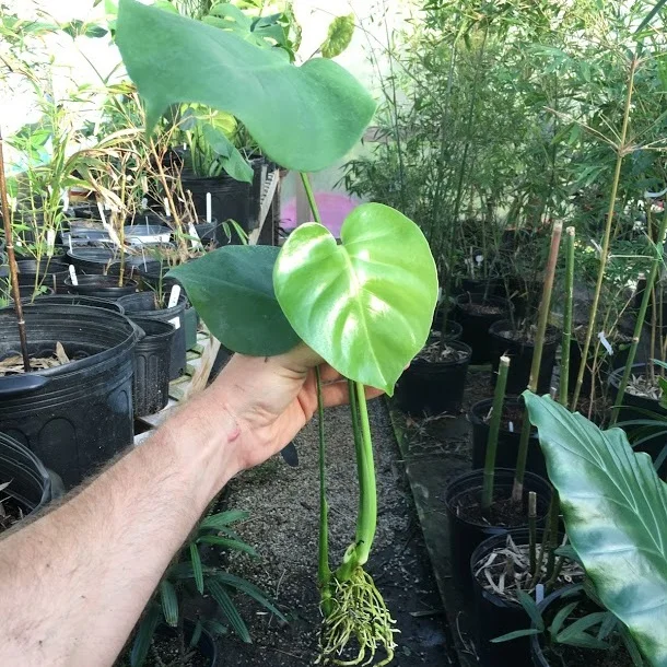Monstera deliciosa