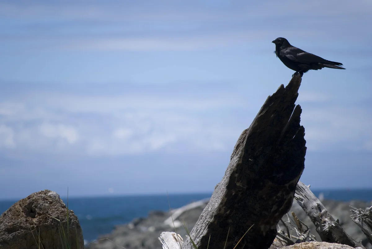 Beach Bird.jpg