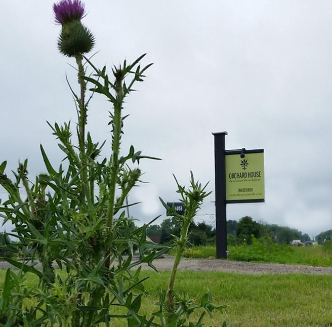 OrchardHouse_signwthistle.jpg