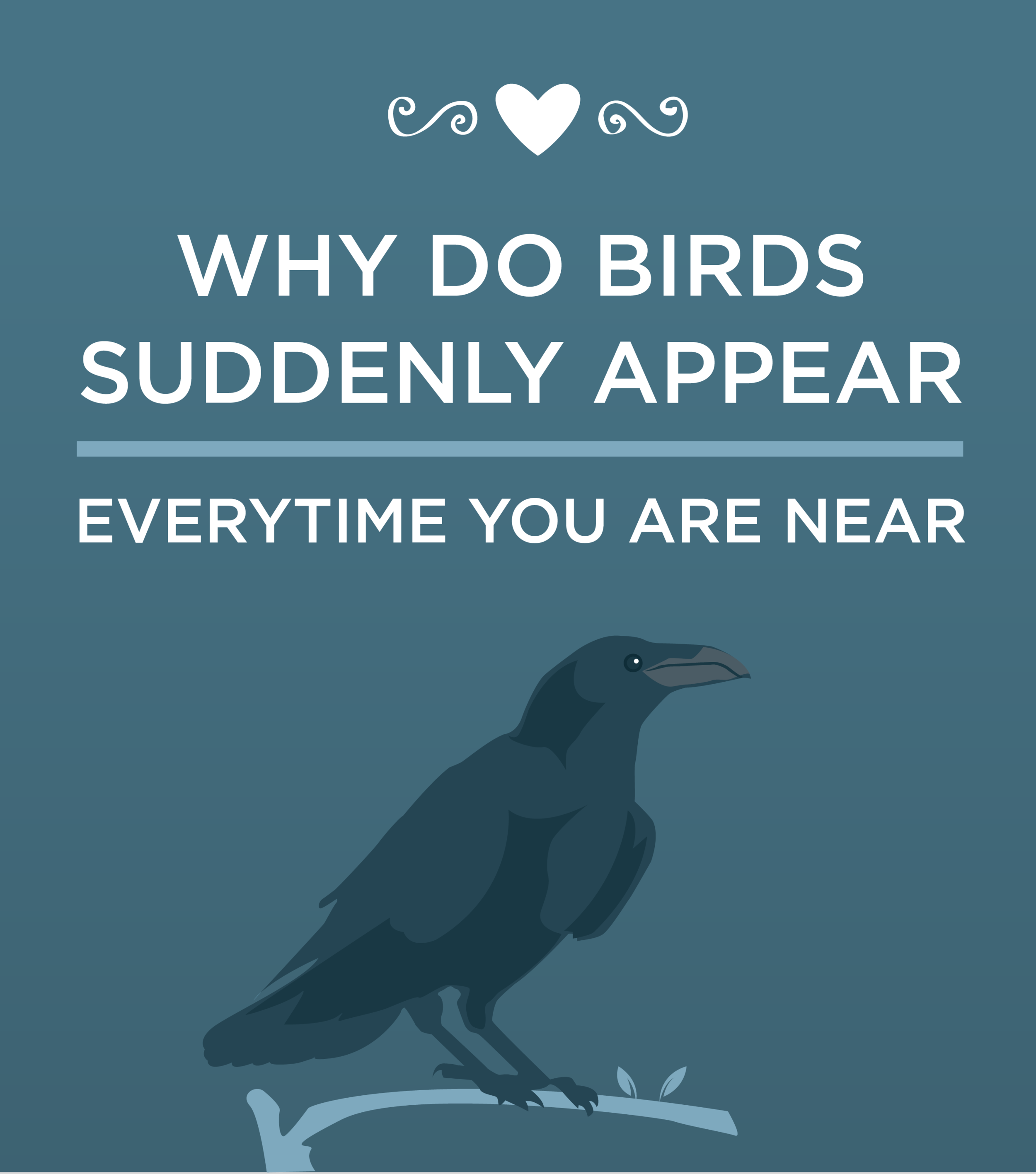 why do birds.png