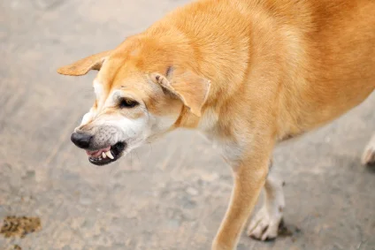 Dog bite.jpg
