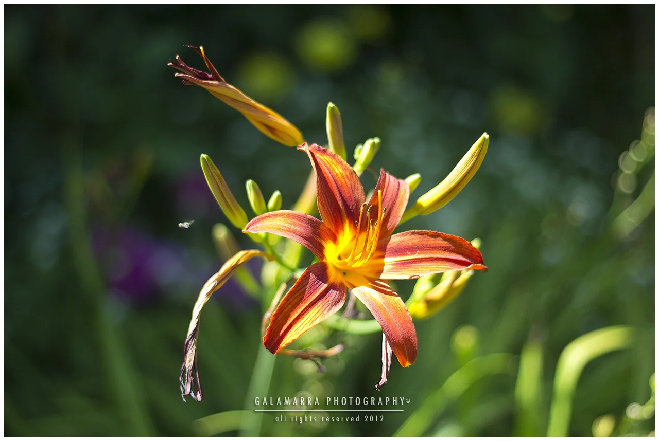 F01 - To land on Swirly Flower