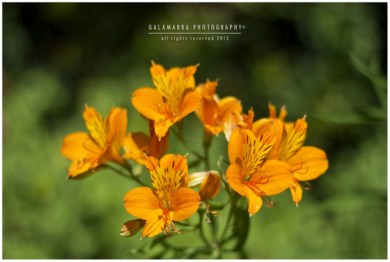 F02 - Almost Gold Poetry