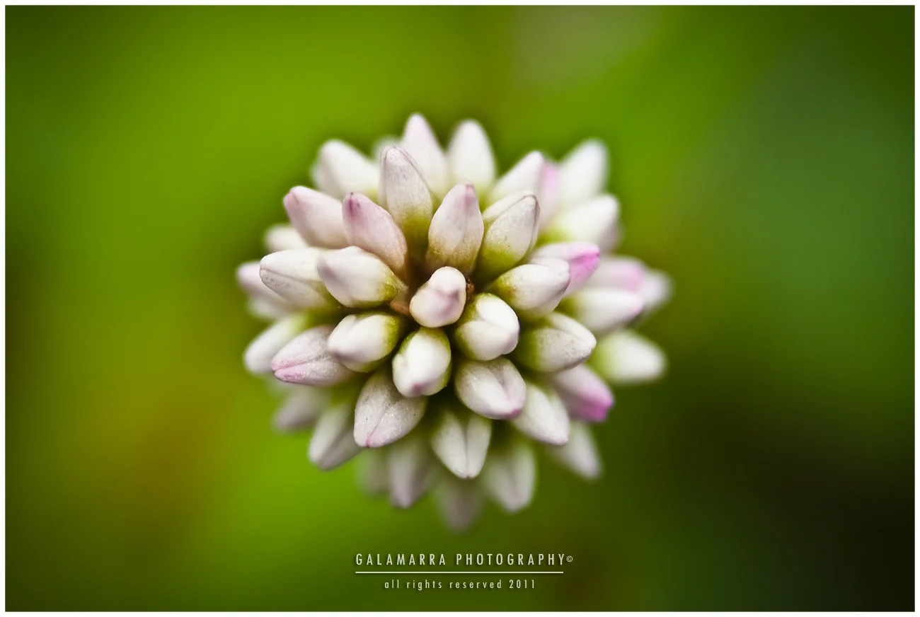 Little Flower in the Lake of Fire